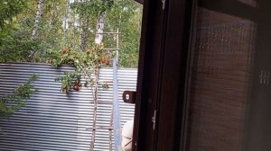 счастливый вольный зоопарк