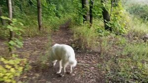 Утренний релакс. Прогулка с Лушей в парке. Красота, ягоды, грибы.