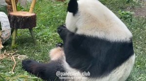 🐼 Катюша в поисках вкусняшек!