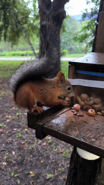 Обязательно надо посмотреть пакет