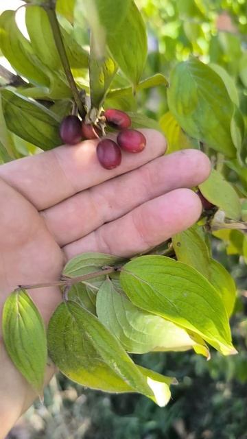 Сбор кизила на участке.