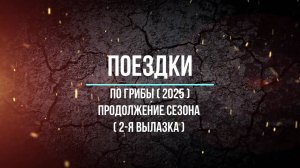 По грибы ( 2025 ) Продолжение сезона ( 2-я вылазка )