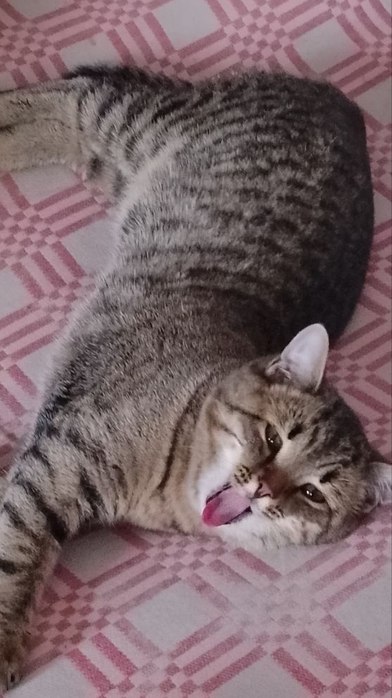 Ветренная Я!😀😻 Юмор с животными