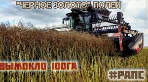 уборка рапса 2025/ комбайны торум продалжают удивлять/ уборка затянулась.