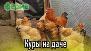 Куры породы брама особенности содержания и ухода