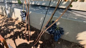 Виноградник Оренбургской области