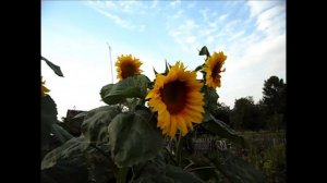 Самый высокий однолетник на участке