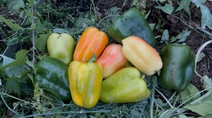 🟣СЕКРЕТ ПЛОДОРОДИЯ МОИХ ГРЯДОК 🍅🫑🌽ПОЧЕМУ МНЕ МОЖНО НЕ КОПАТЬ 🤷♀️УБИРАЮ ПЕРЦЫ🫑ДОЖДЬ АСМР