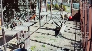 Шерхану папа Саша принес новые игрушки.Минский зоопарк 21 - 22 августа.