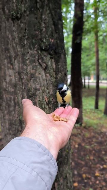 Карусель синичек