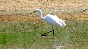 Белая цапля. Неторопливый обед. Почти релакс!