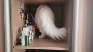 Леся и Сёма - Захват полки