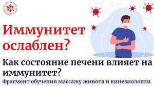 Иммунитет ослаблен? Как состояние печени влияет на иммунитет? Функции печени. Фрагмент обучения