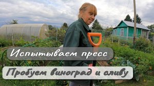 Испытываем пресс Пробуем виноград и сливу