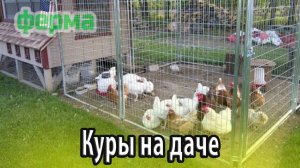 Куры на загородной даче особенности содержания и ухода
