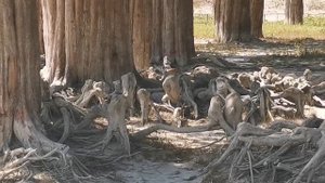 24.08.Кипарисовое озеро. Анапа.