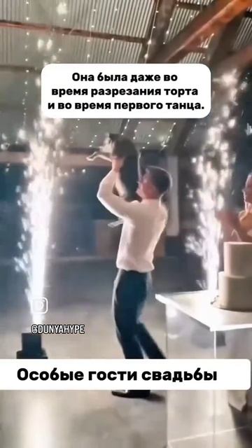 Особые гости, на свадьбе и в жизни. Для нас собака или кошка, лишь период в жизни, для них вся жизнь смотреть онлайн