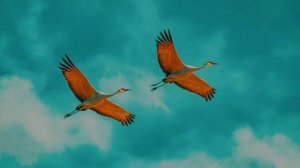 Две птицы.mp4