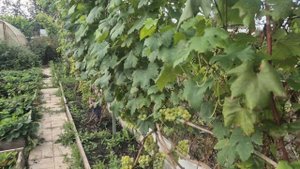 328. Виноград заболел. Слизни лезут через забор.