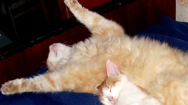 Усы Лапы Хвост смотреть онлайн