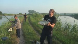 Весенняя рыбалка на Маевских прудах: Бешеный клёв сазана, карпа и белого амура!