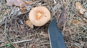 в лес за грибами