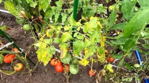 Сбор помидоров в открытом грунте 25 августа