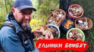 ЕЛЬНИКИ БОМБЯТ💥 Белые грибы пошли массово
