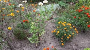 1000036620.mp4
Влог.Наша повседневная жизнь (101)выкопали картошку