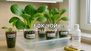 Как вырастить бок-чой в стаканчиках | Гидропоника своими руками для начинающих 🥬