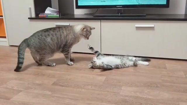 Котики смотреть онлайн