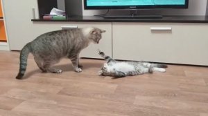 Котики