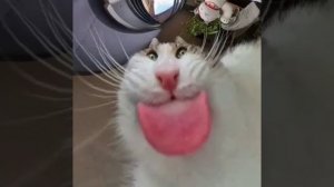 смешной ролик