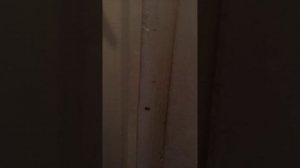 VID_20250824_153459.mp4