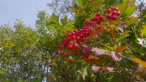 Август на даче.Станция Водораздел .Красноярский край