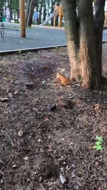 Ждут две белки