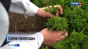 С 1 сентября фармацевтам, не сообщающим о дешёвых аналогах, грозит штраф от 100 до 200 тысяч рублей.