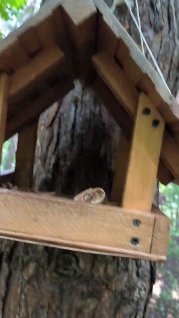 Все три кормушки проверены, орехи есть