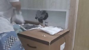 здой дебил ломает компьютер chicken Aboba 6 major