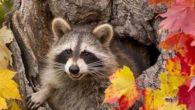 СЕНТЯБРЬ--ДЕВА(астро)