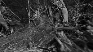 Твин Пикс - "Раненые звезды" (официальное видео)