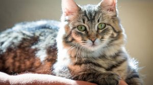Мурчащие коты