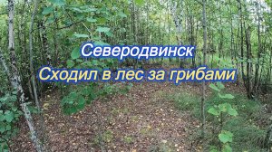 Северодвинск. | Сходил в лес за грибами (2025)