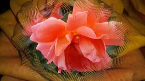 Роза - символ совершенства