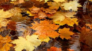 СЕНТЯБРЬ--СКОРПИОН(астро)