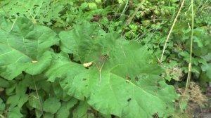 стрекоза в луже