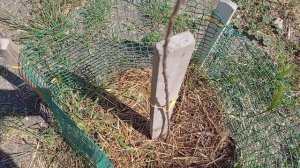 Переехали на Юг/Трава скошена, розы подстрижены/Рыбаки/Рука заживает.