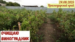 Обрабатываю виноградник(24.08.2025)