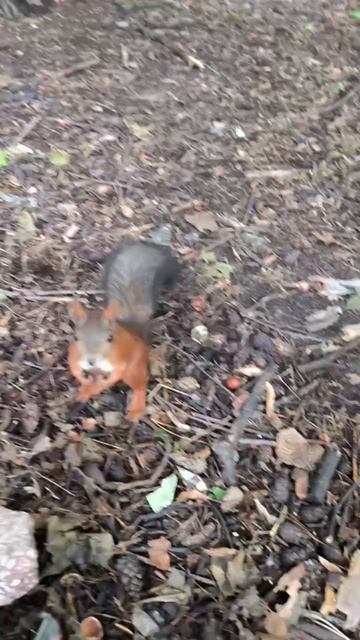 Две белки пришли