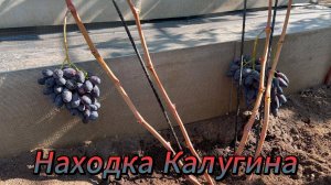 Г.Ф Находка Калугина Оренбургская область 23.08.2025